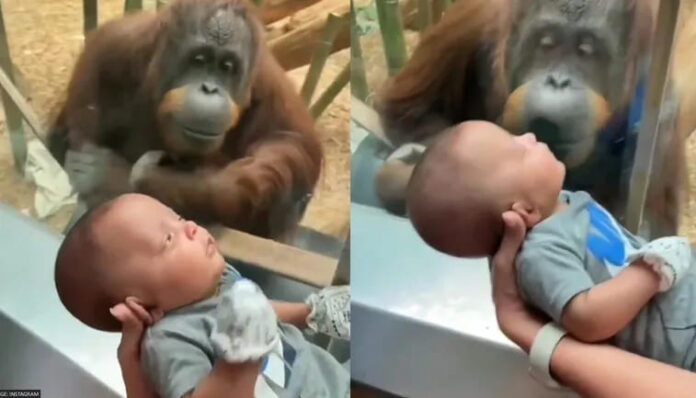 Zoo Viral Video
