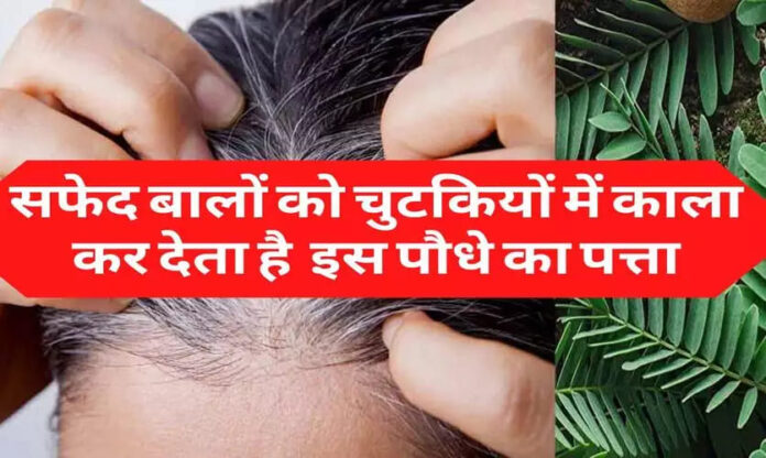 White Hair: चुटकियों में सफेद बालों से पाएं छुटकारा, बस