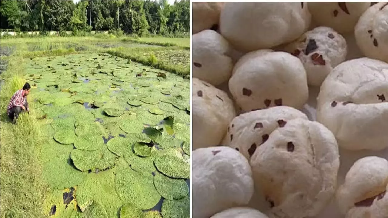Makhana Farming Business Idea