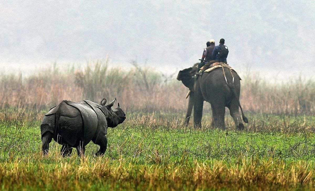 Kaziranga National Park, Assam