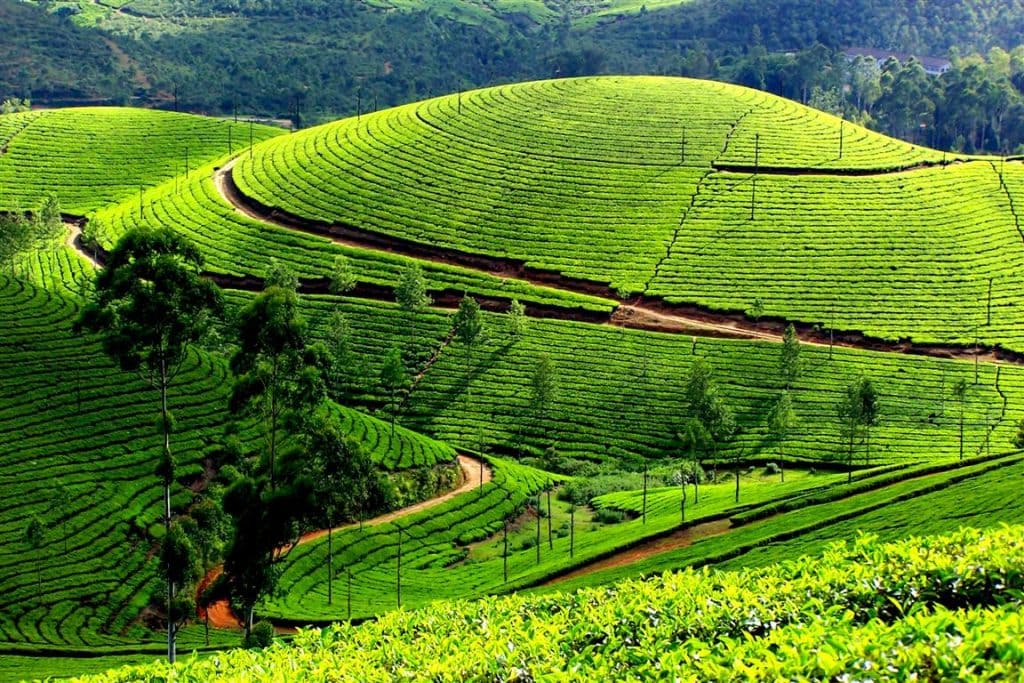 Munnar, Kerala – The Tea Tree Town