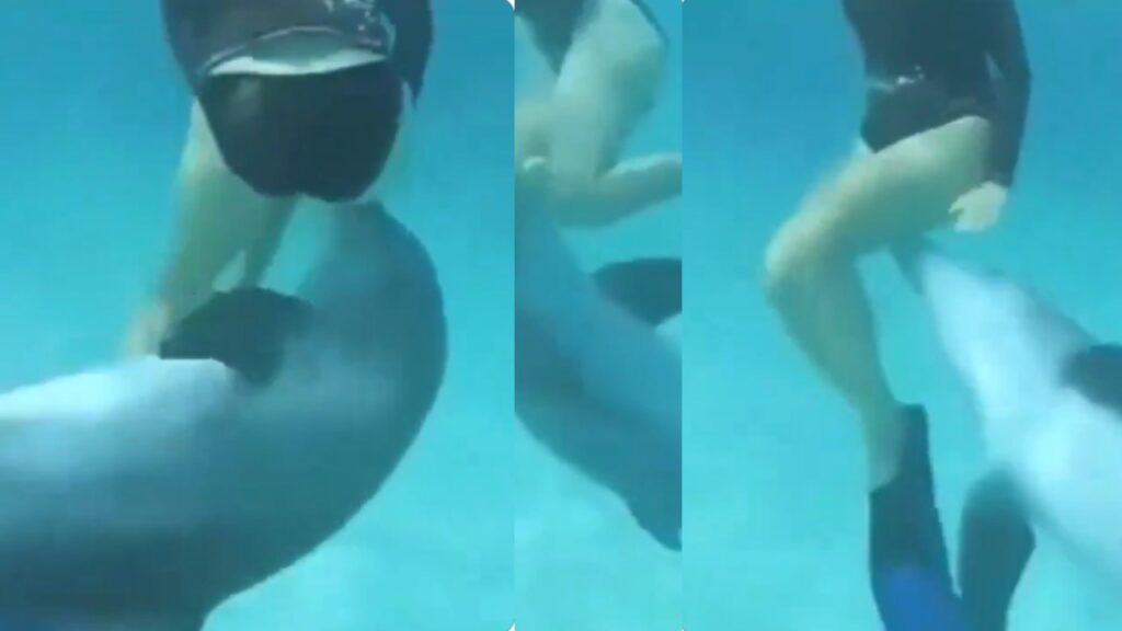 Woman swims with dolphin